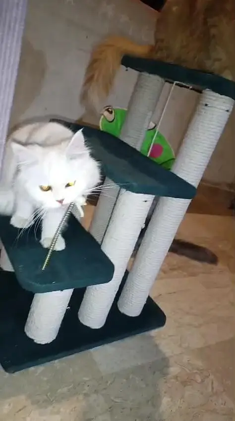 Selling cats scratcher stand/toy — photo 2
