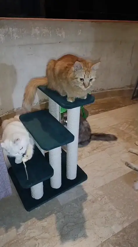 Selling cats scratcher stand/toy — photo 3