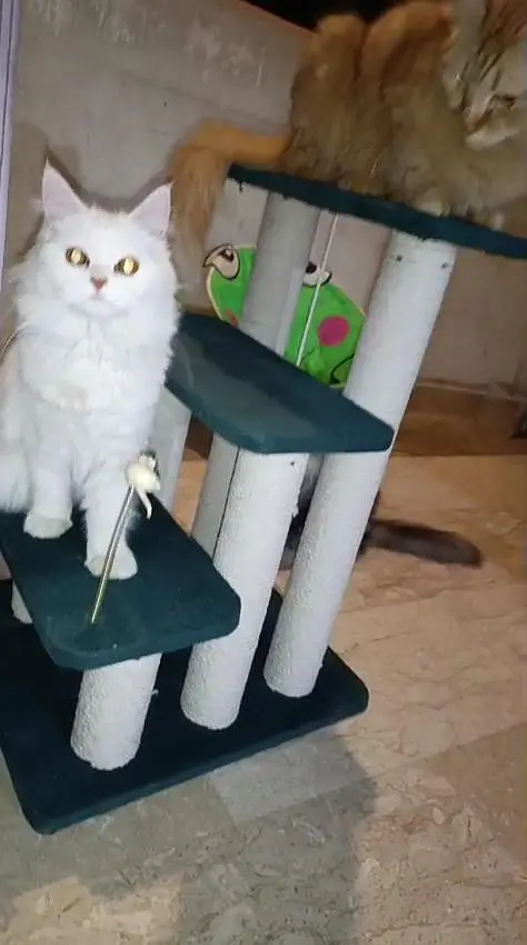 Selling cats scratcher stand/toy — photo 4