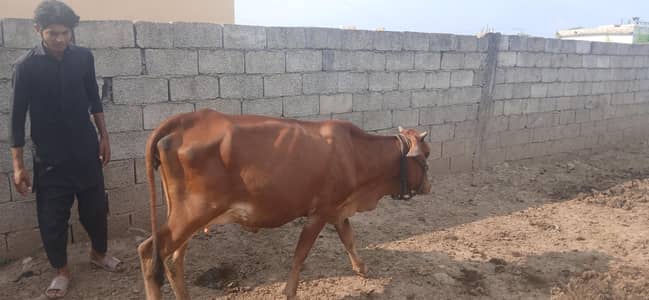 sahiwal pehlun