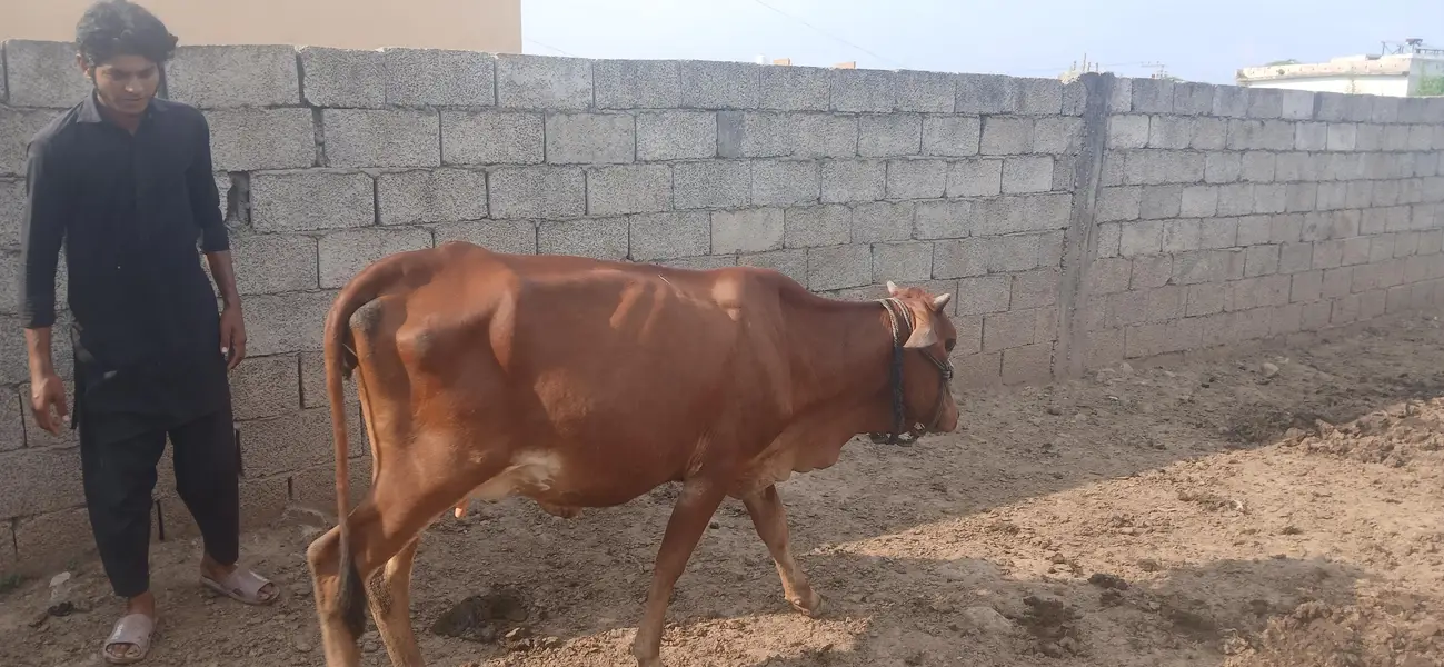 sahiwal pehlun
