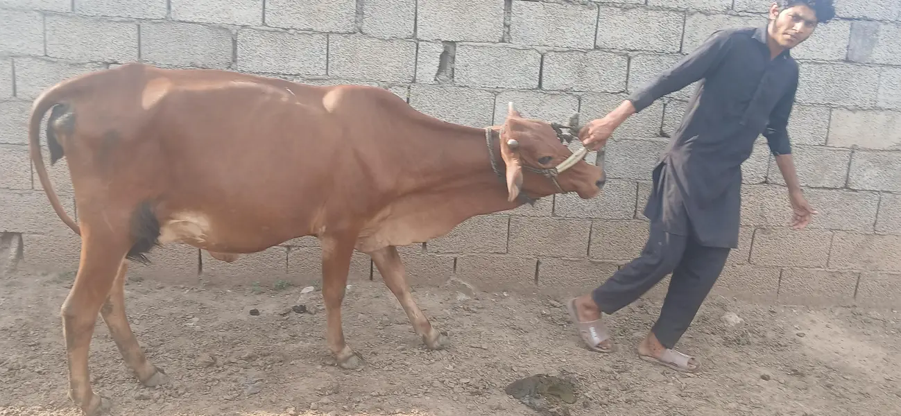 sahiwal pehlun — photo 2