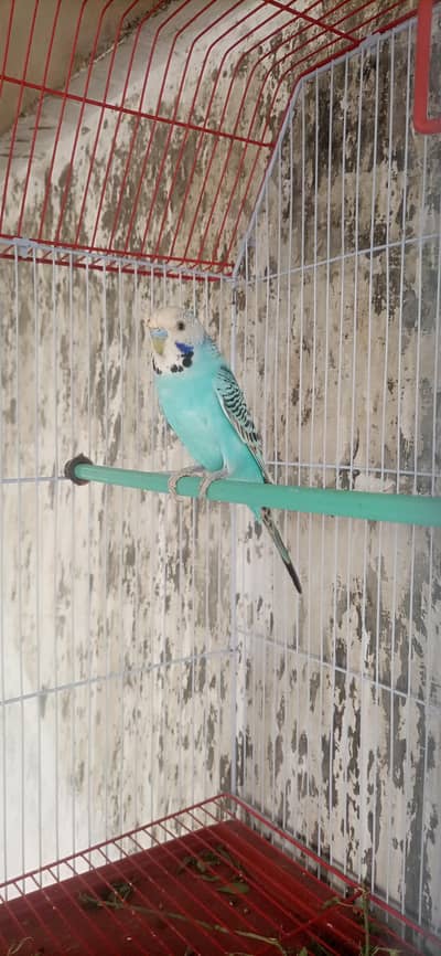 undersize breeder male