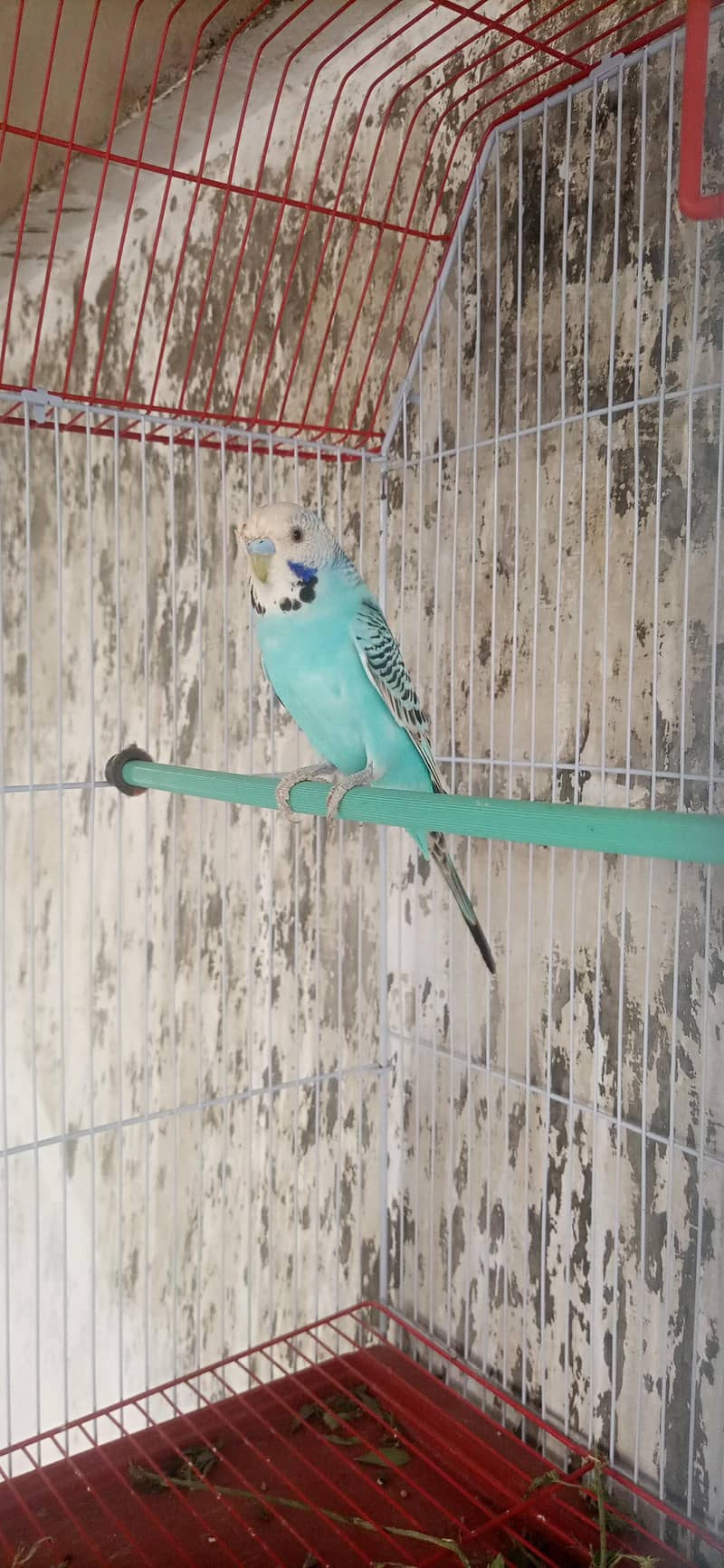 undersize breeder male 0