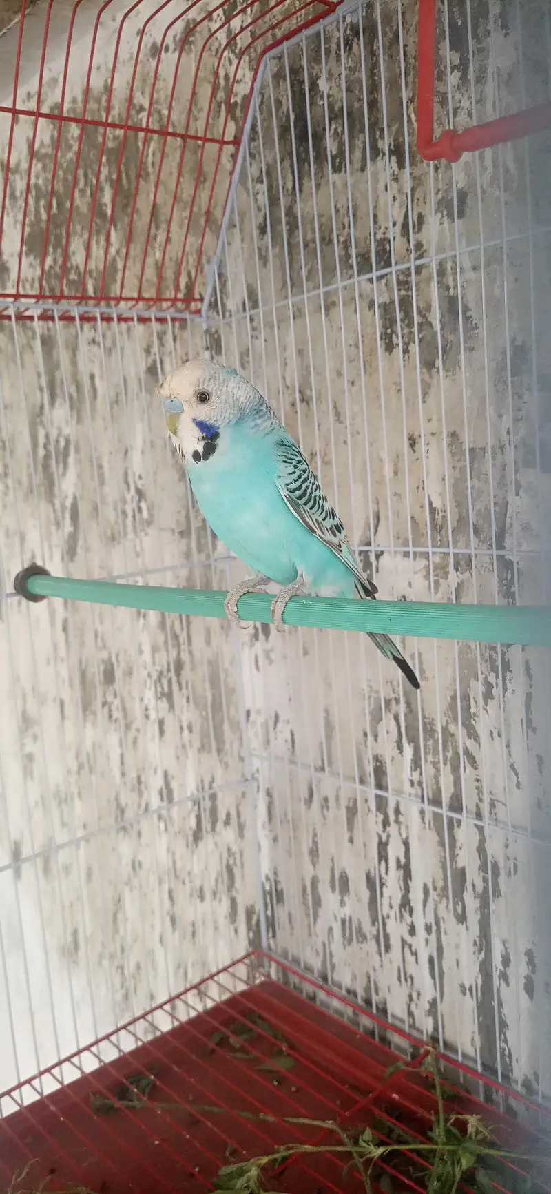 undersize breeder male — photo 2