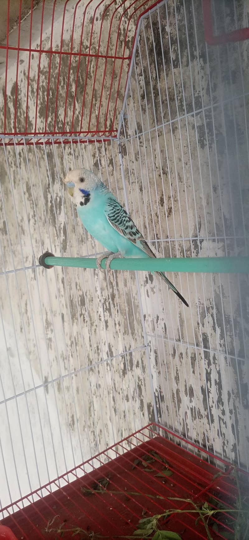 undersize breeder male 2