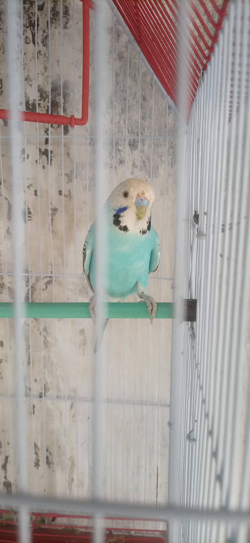 undersize breeder male 3