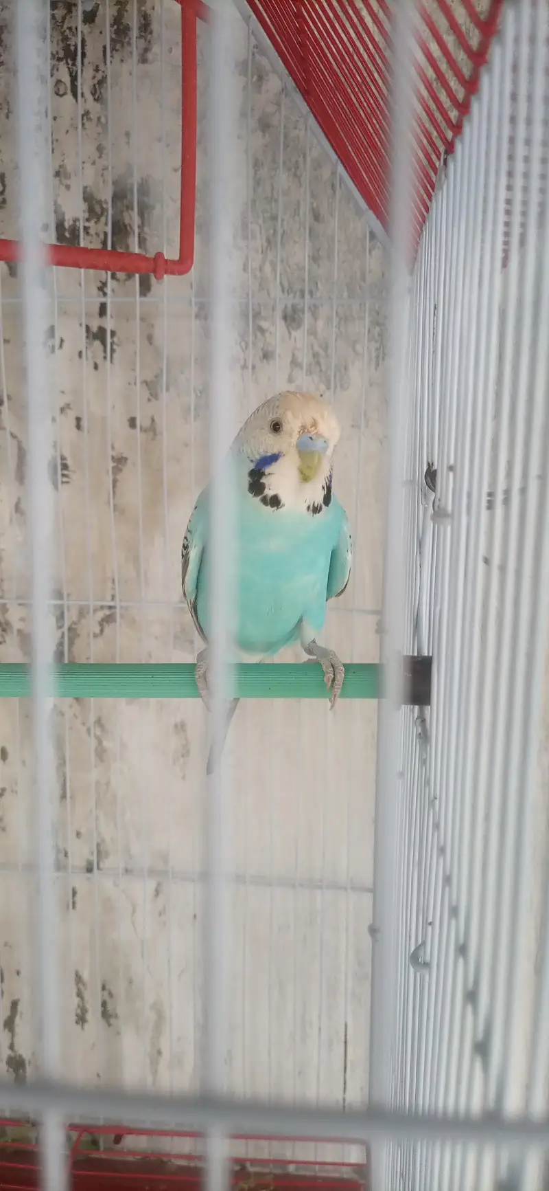 undersize breeder male — photo 4