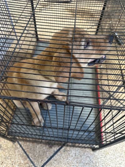 Male Labrador puppy for sale