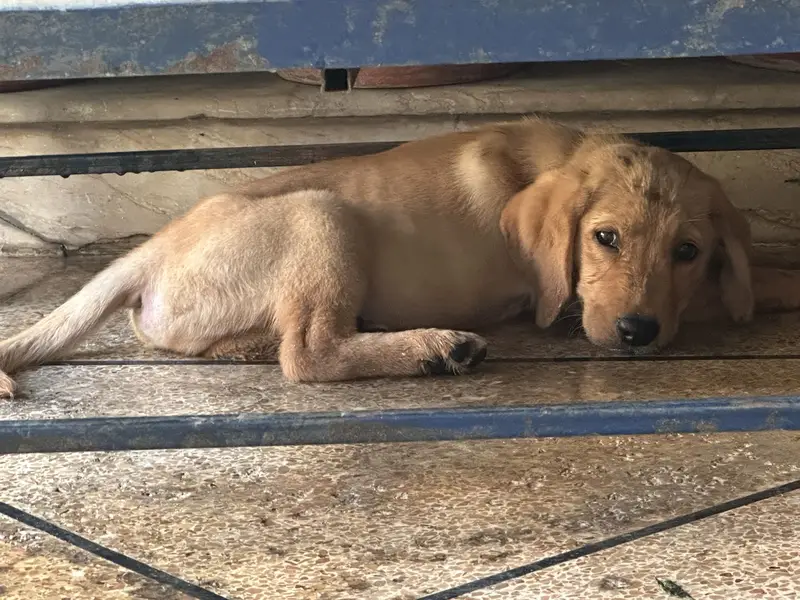 Male Labrador puppy for sale — photo 2
