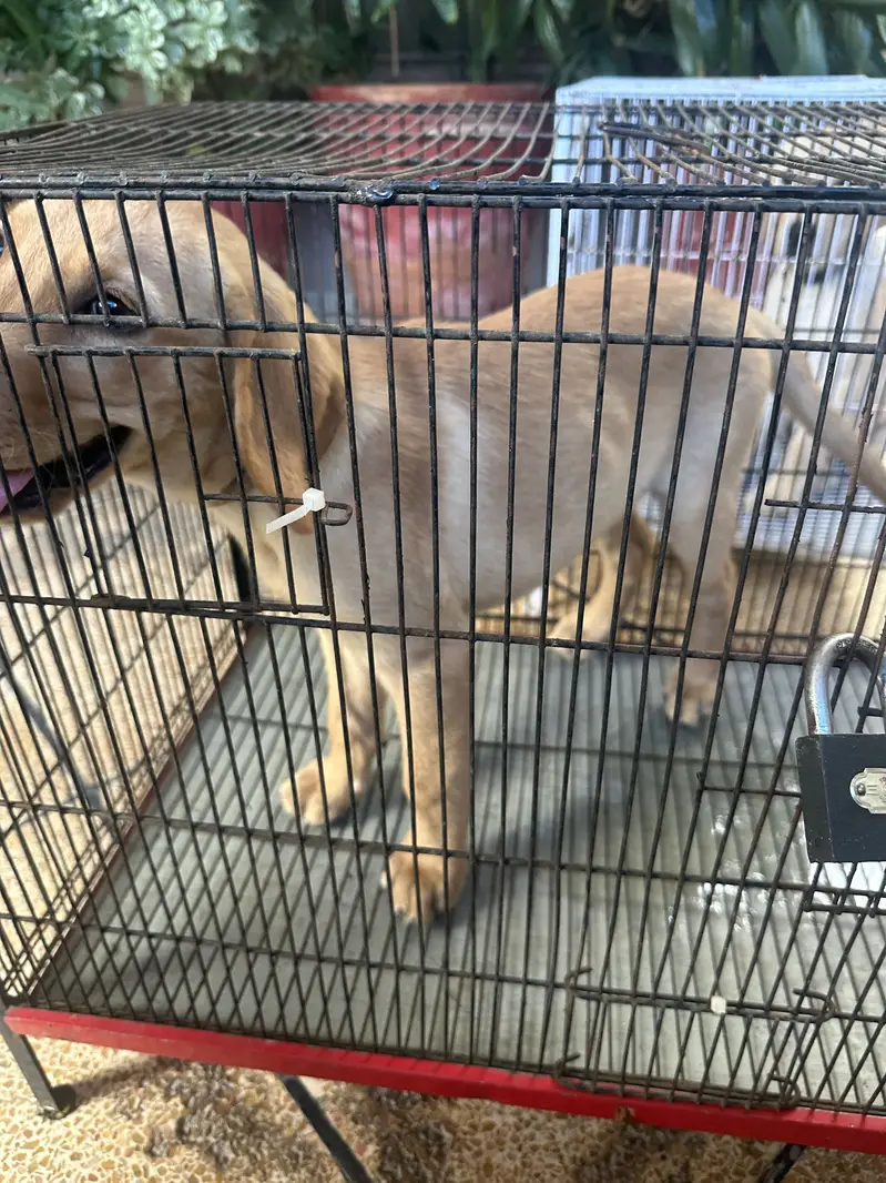 Male Labrador puppy for sale — photo 3