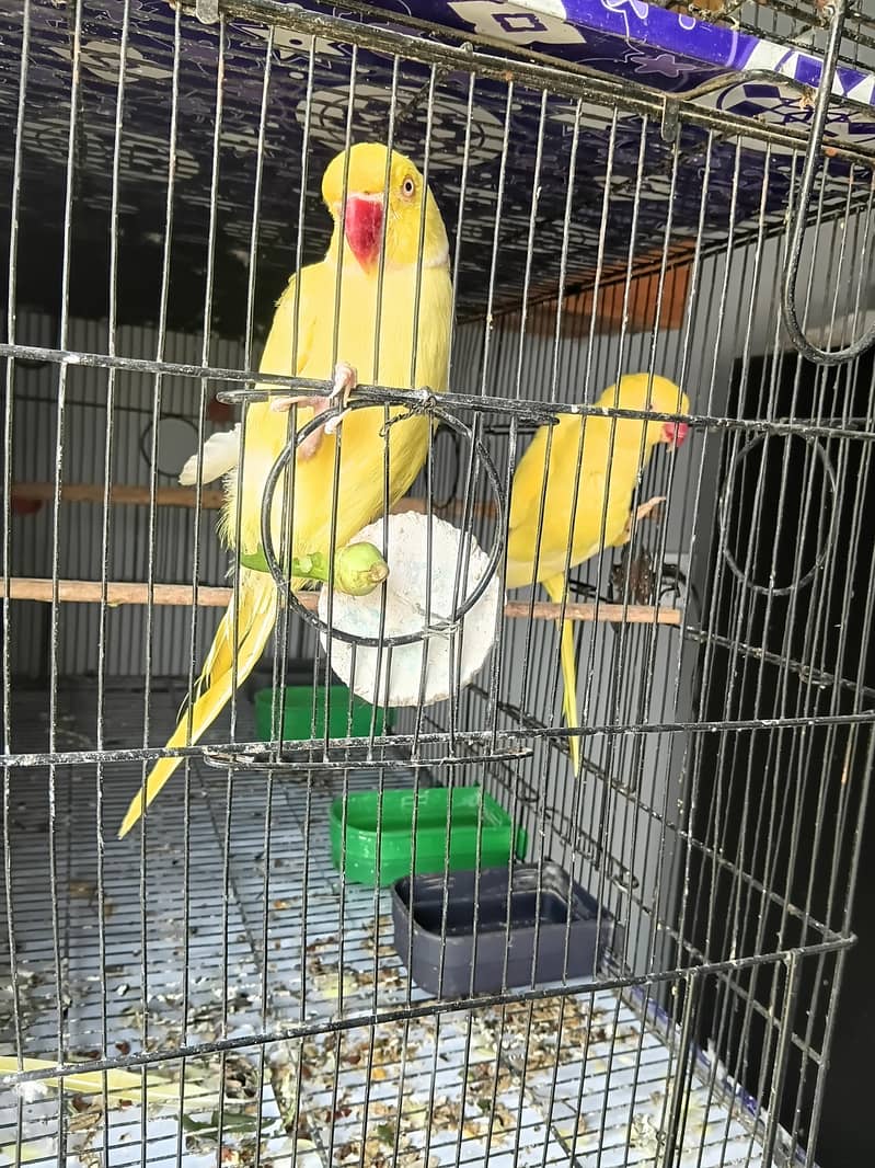 yellow ringnack 0