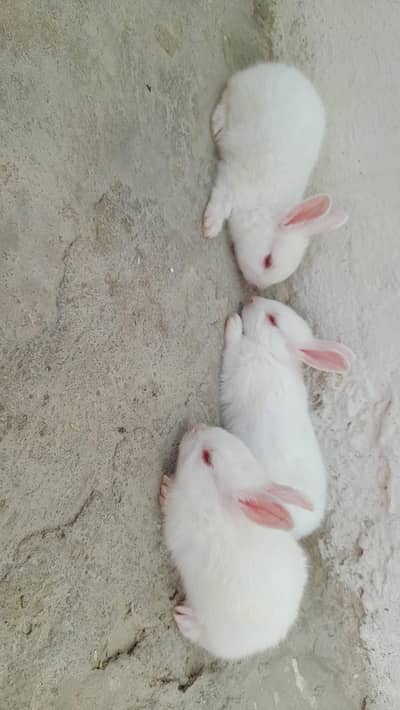 Red eyes Rabbit 3 babies