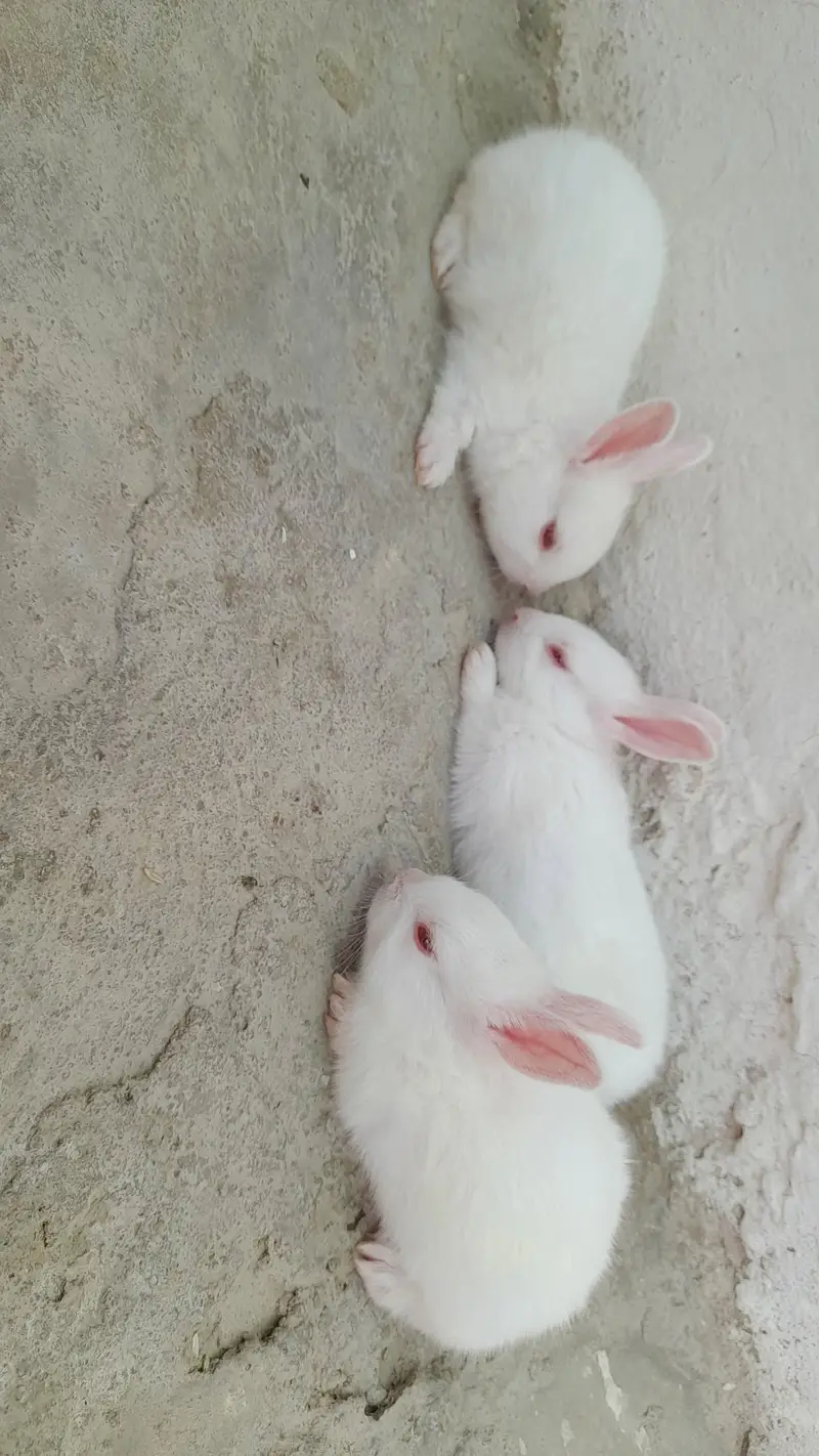 Red eyes Rabbit 3 babies