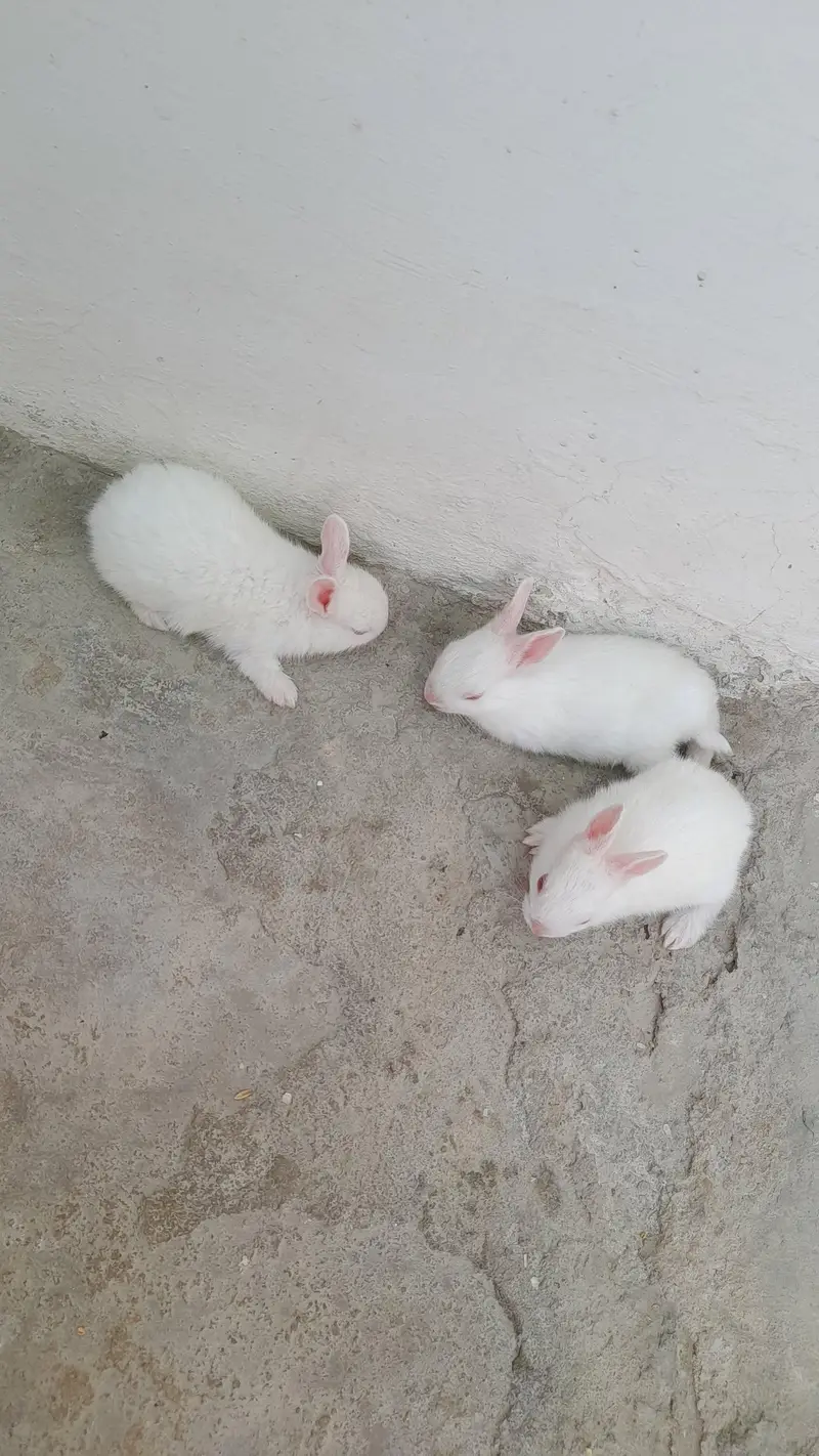 Red eyes Rabbit 3 babies — photo 2