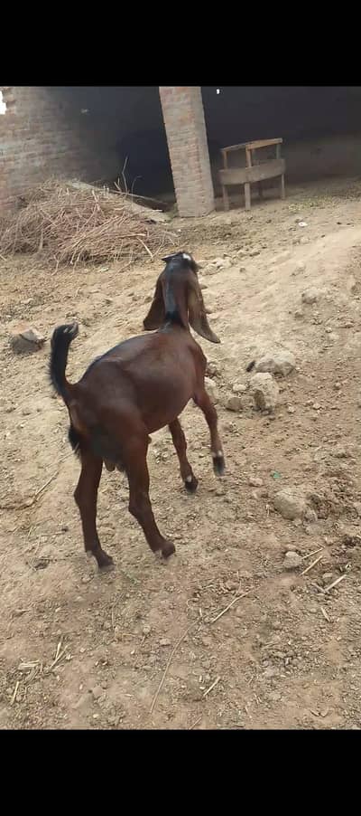 dasi bakra 2027 qurbani ka liya