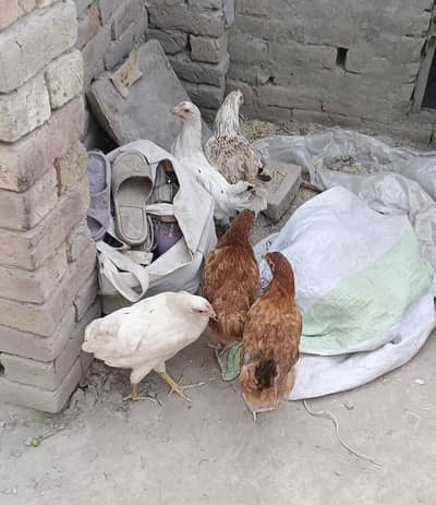 4 murgya 1 murgha for sale urgent