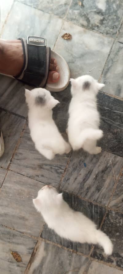 Cat for sale