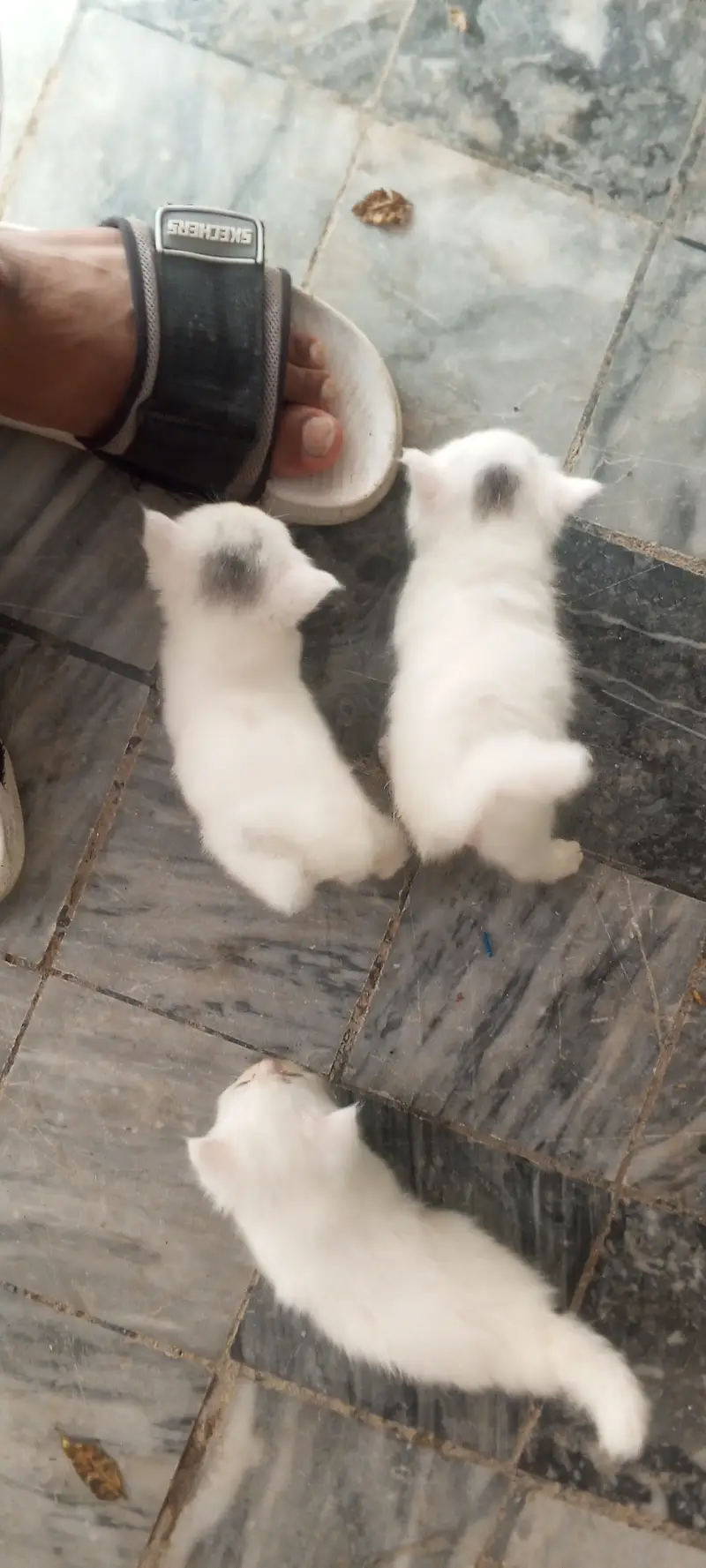 Cat for sale