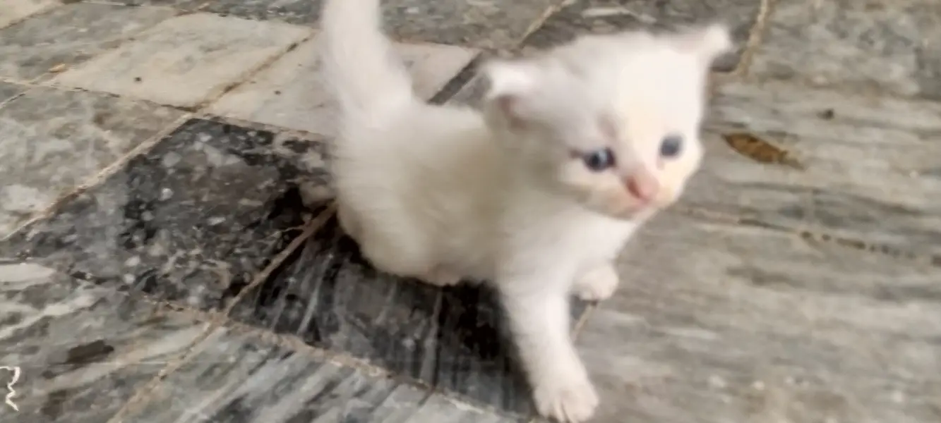 Cat for sale — photo 2