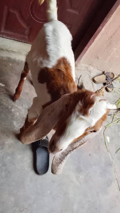 bakra 5 month