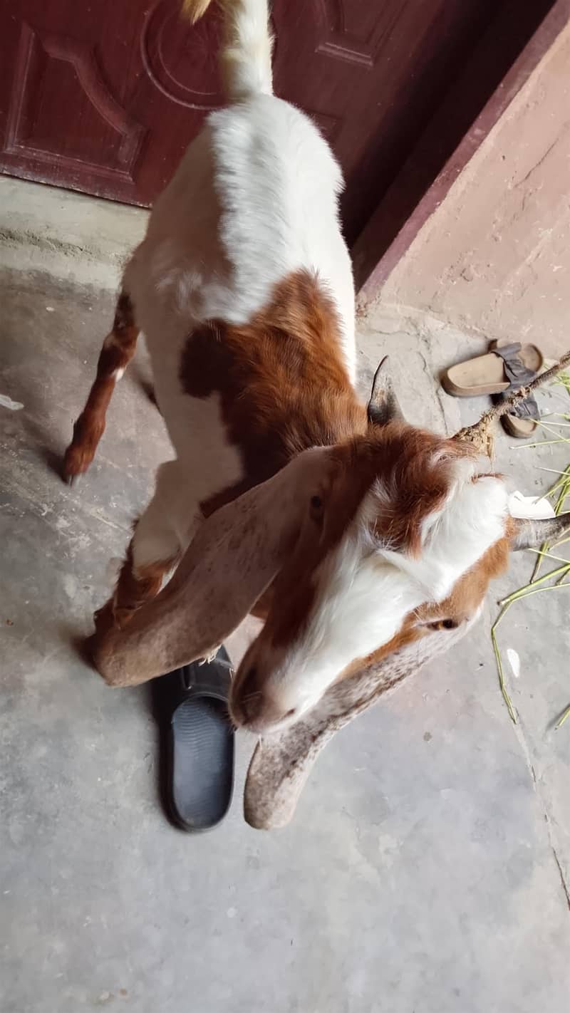 bakra 5 month 03132821290 0