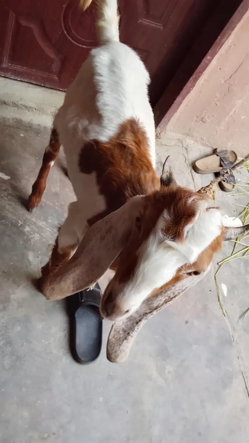 bakra 5 month 03132821290