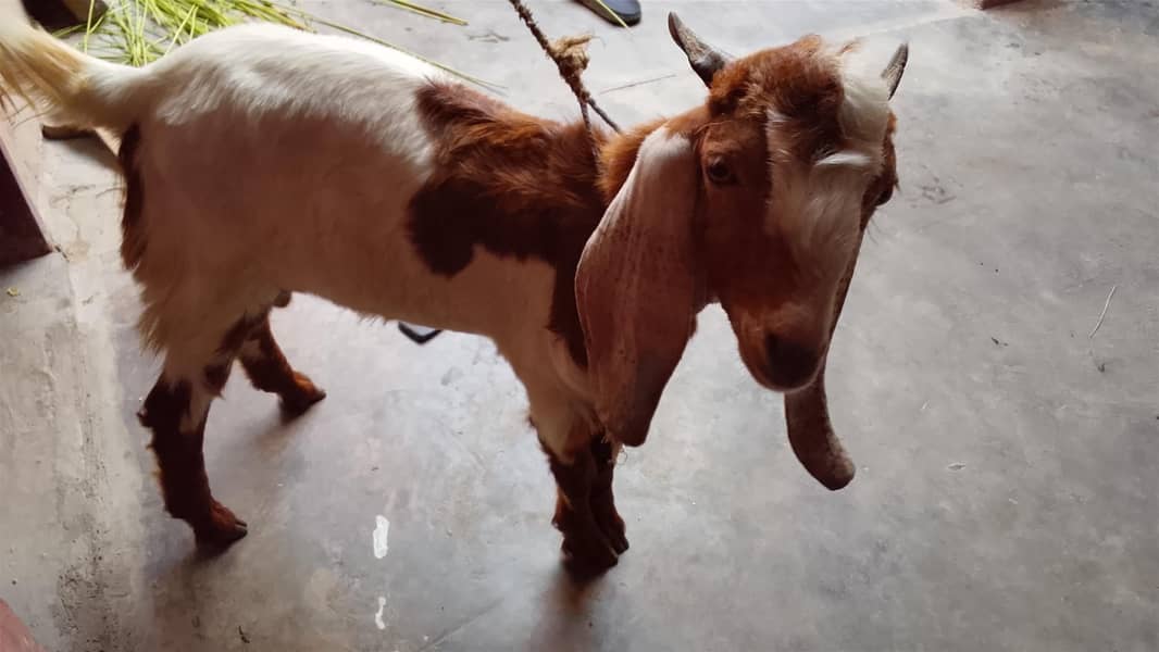 bakra 5 month 03132821290 1