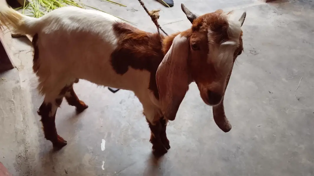 bakra 5 month 03132821290 — photo 2
