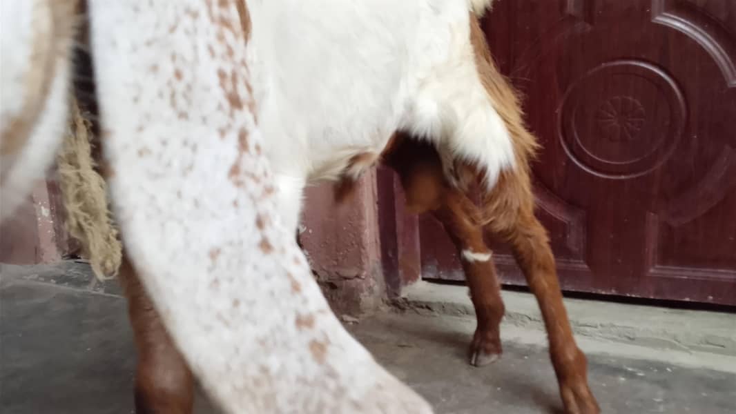 bakra 5 month 03132821290 2