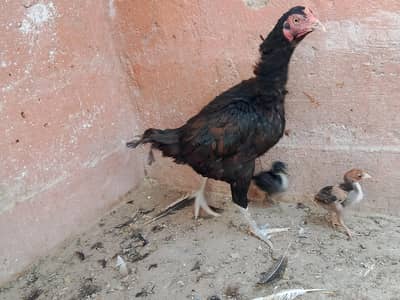 best breader hens pair