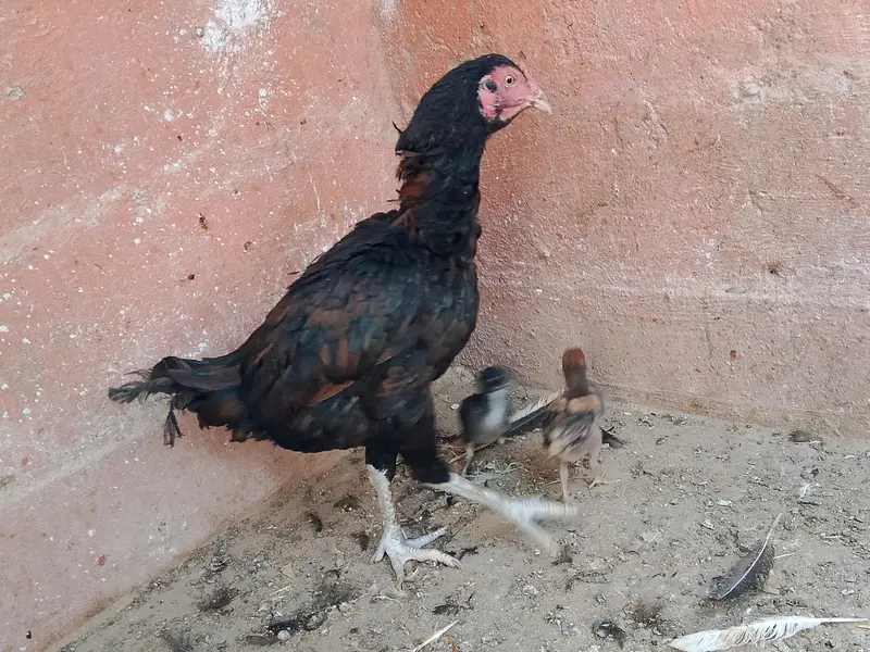 best breader hens pair — photo 2