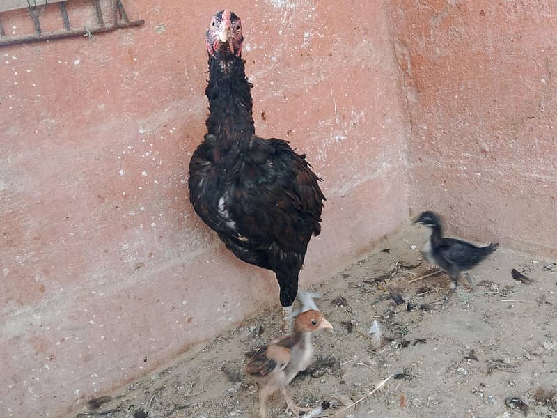 best breader hens pair 2