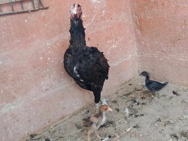 best breader hens pair — photo 3