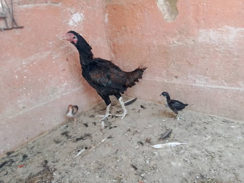best breader hens pair 3