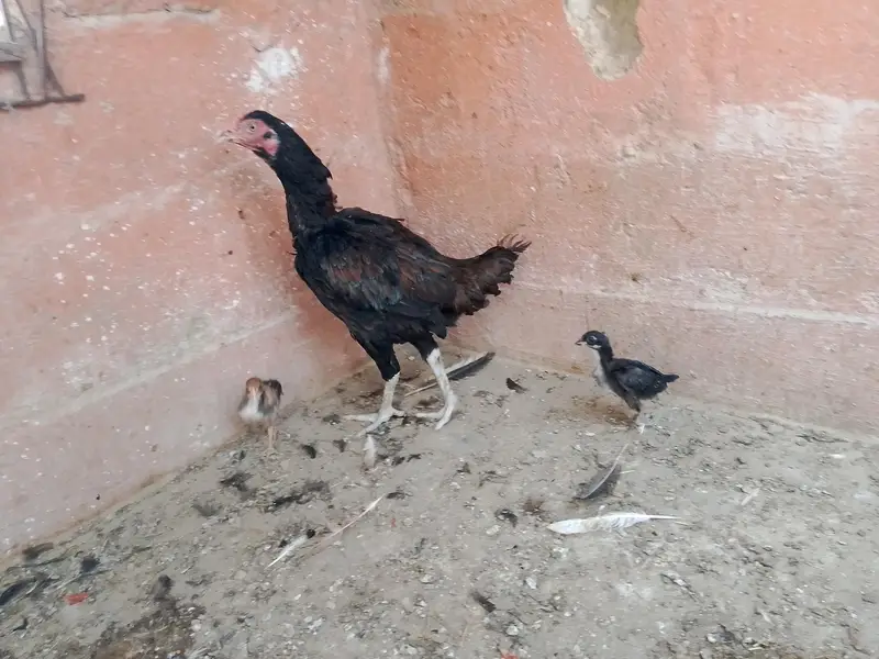 best breader hens pair — photo 4