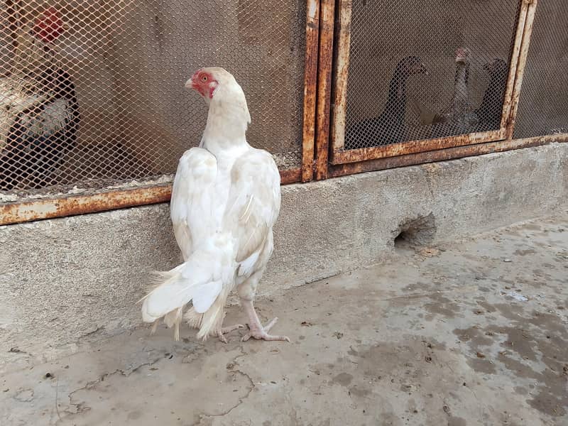 best breader hens pair 4