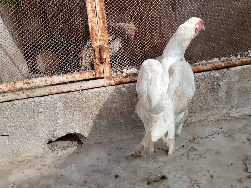 best breader hens pair 5
