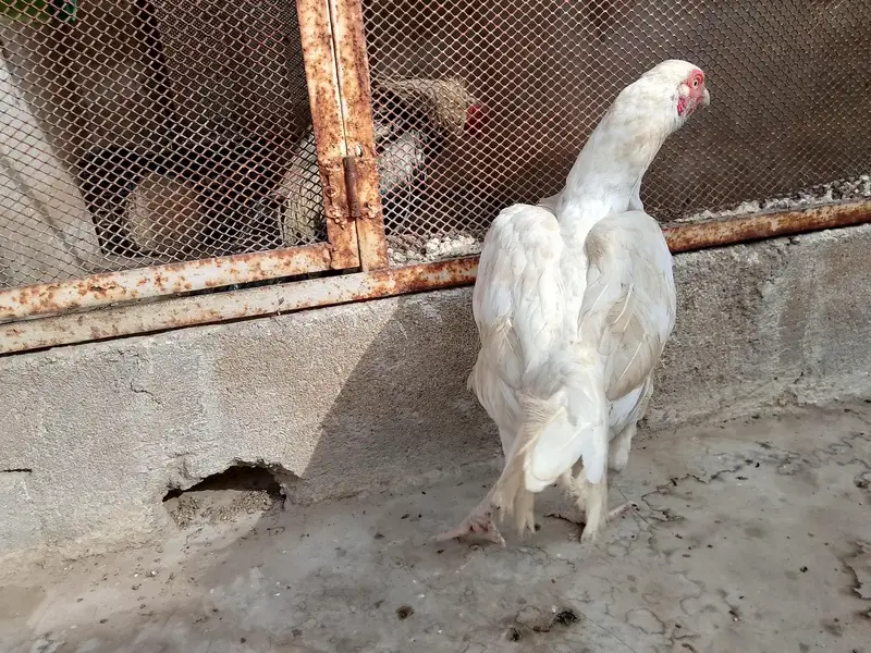 best breader hens pair — photo 6