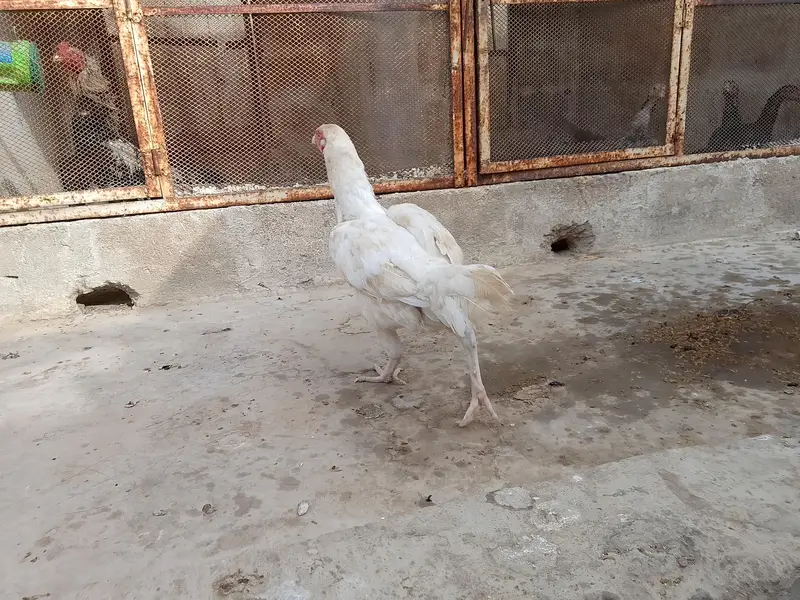best breader hens pair — photo 7