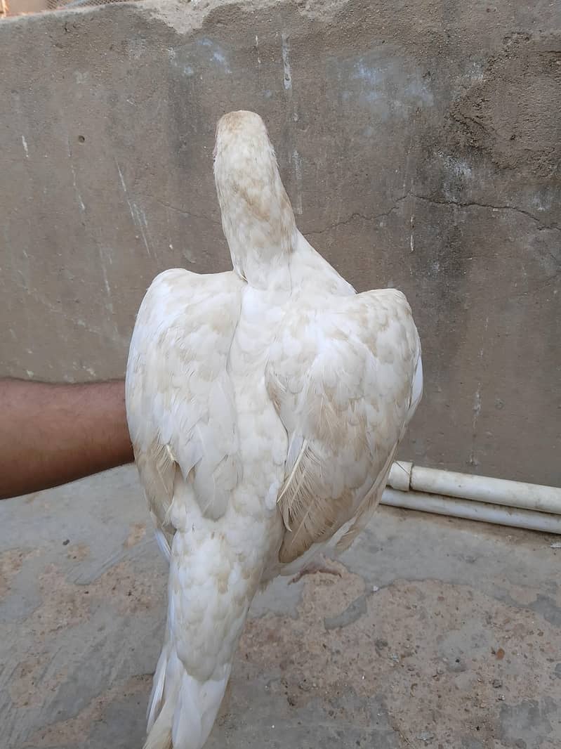 best breader hens pair 8