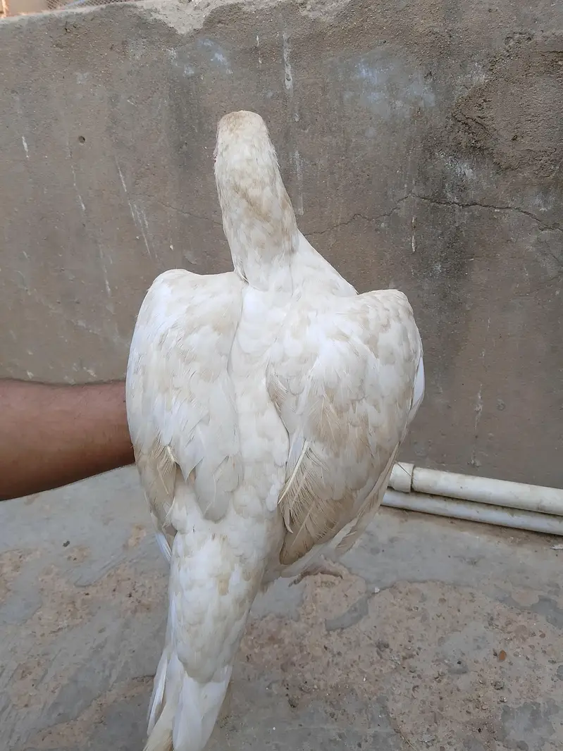 best breader hens pair — photo 9