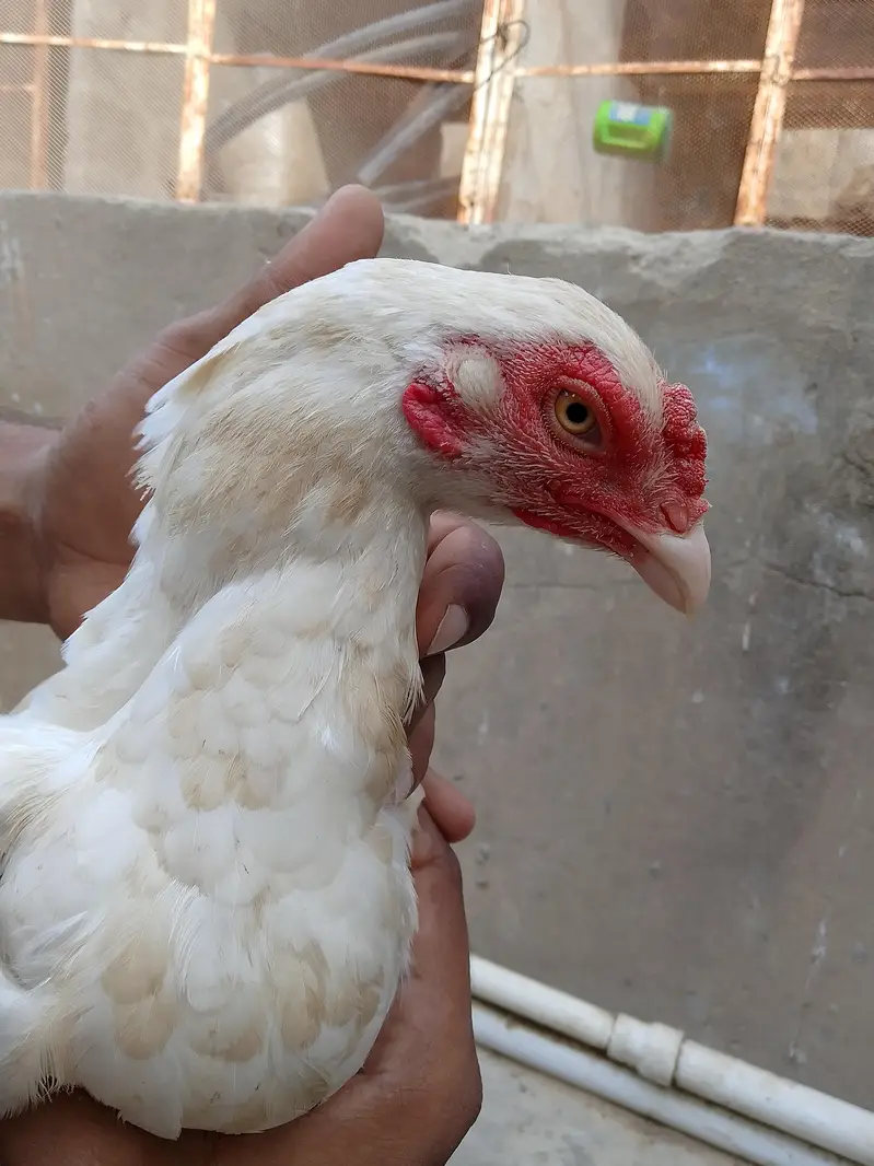 best breader hens pair — photo 10