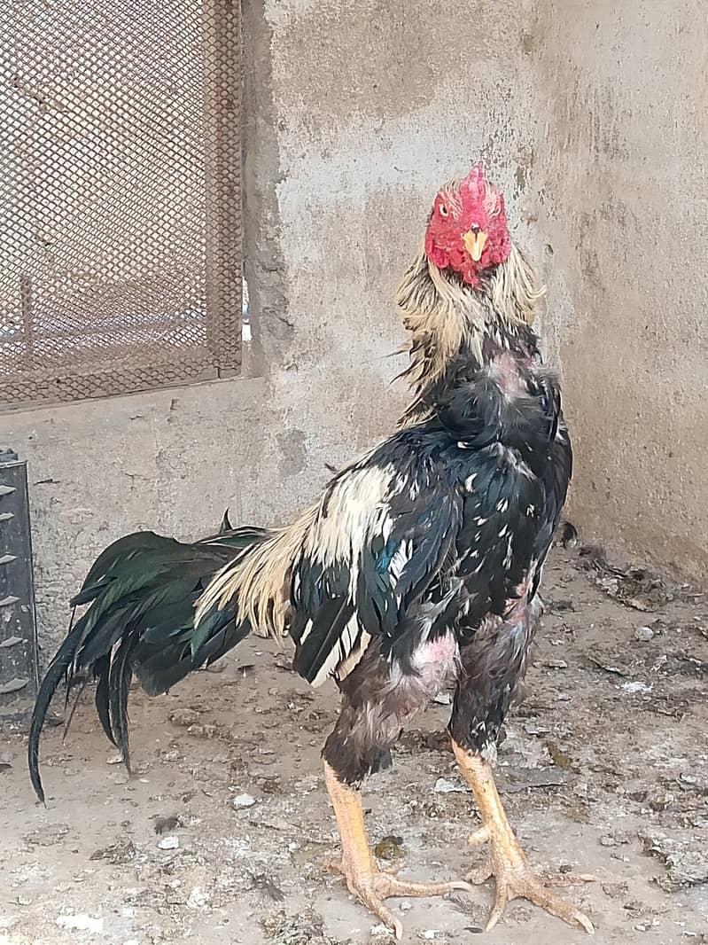 best breader hens pair 10