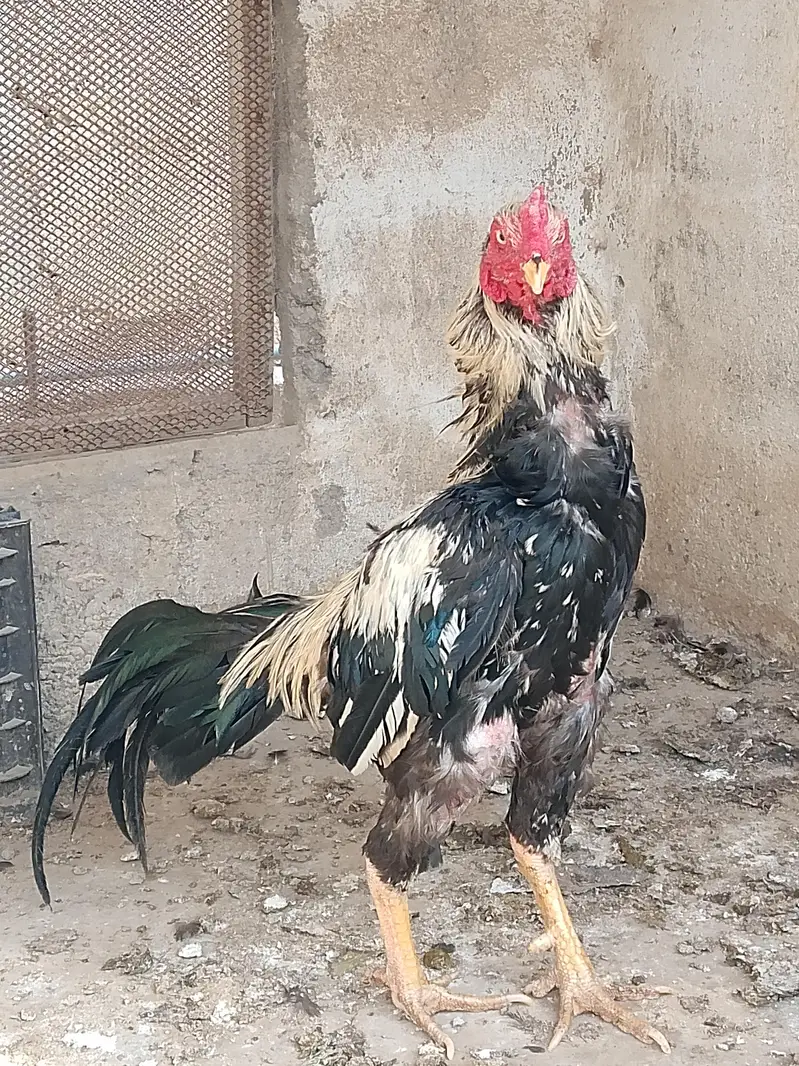 best breader hens pair — photo 11