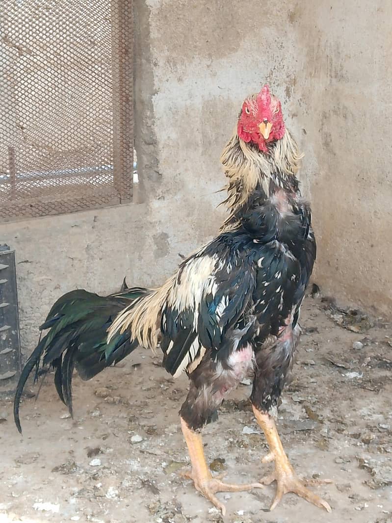 best breader hens pair 11