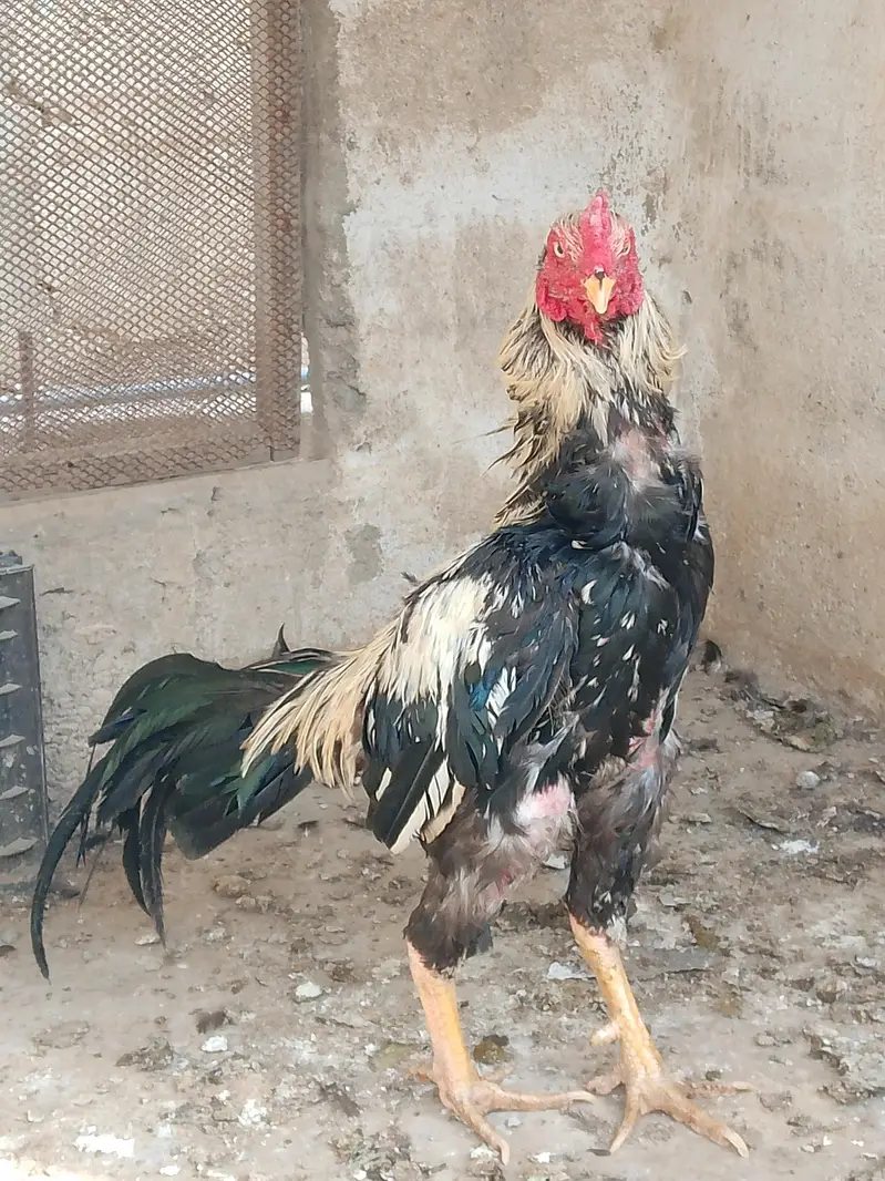 best breader hens pair — photo 12