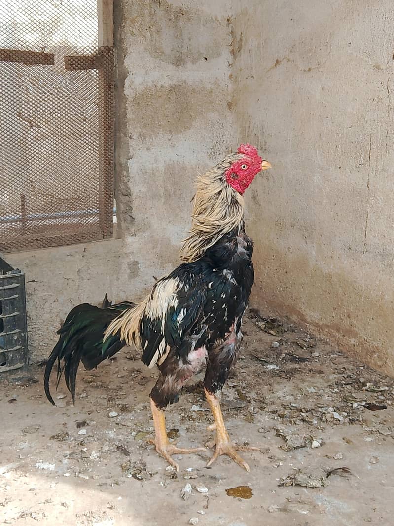 best breader hens pair 12