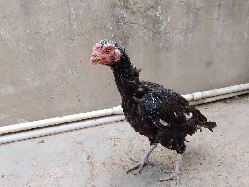 best breader hens pair 13