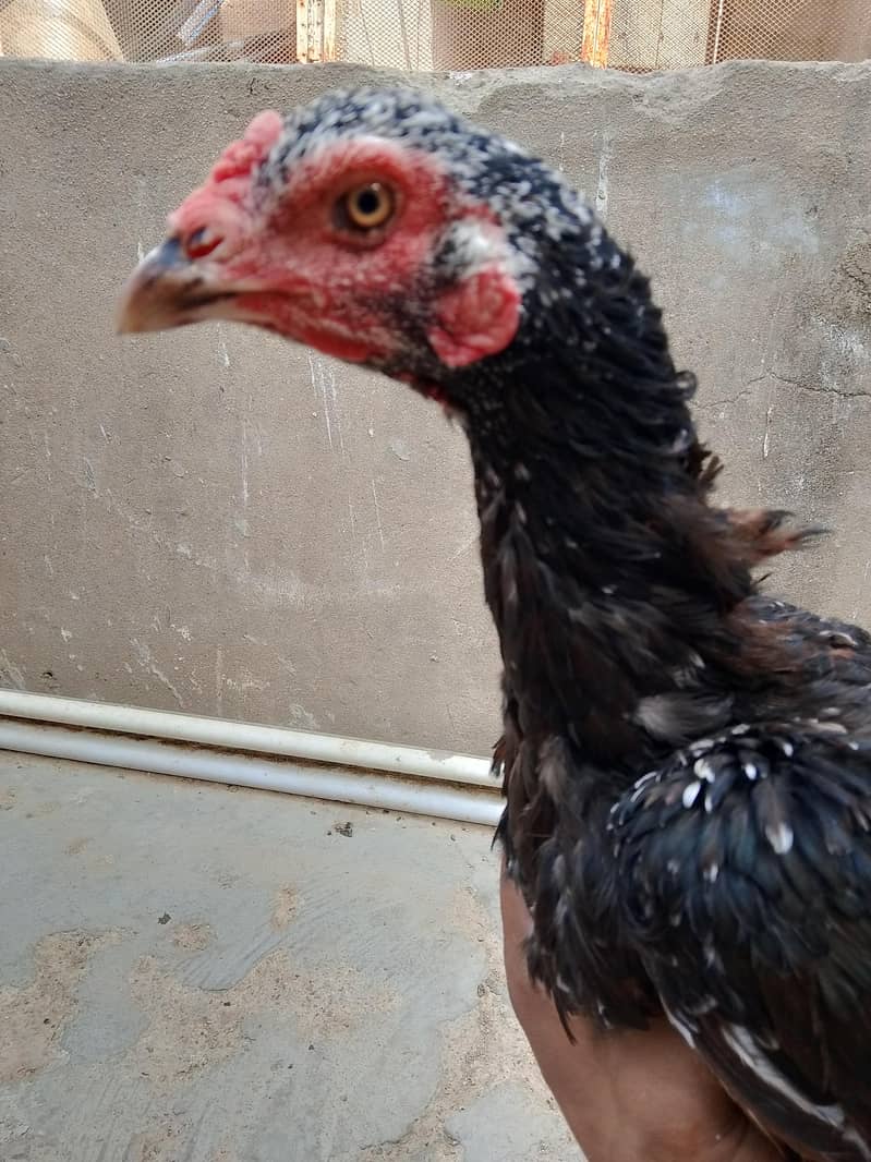 best breader hens pair 14